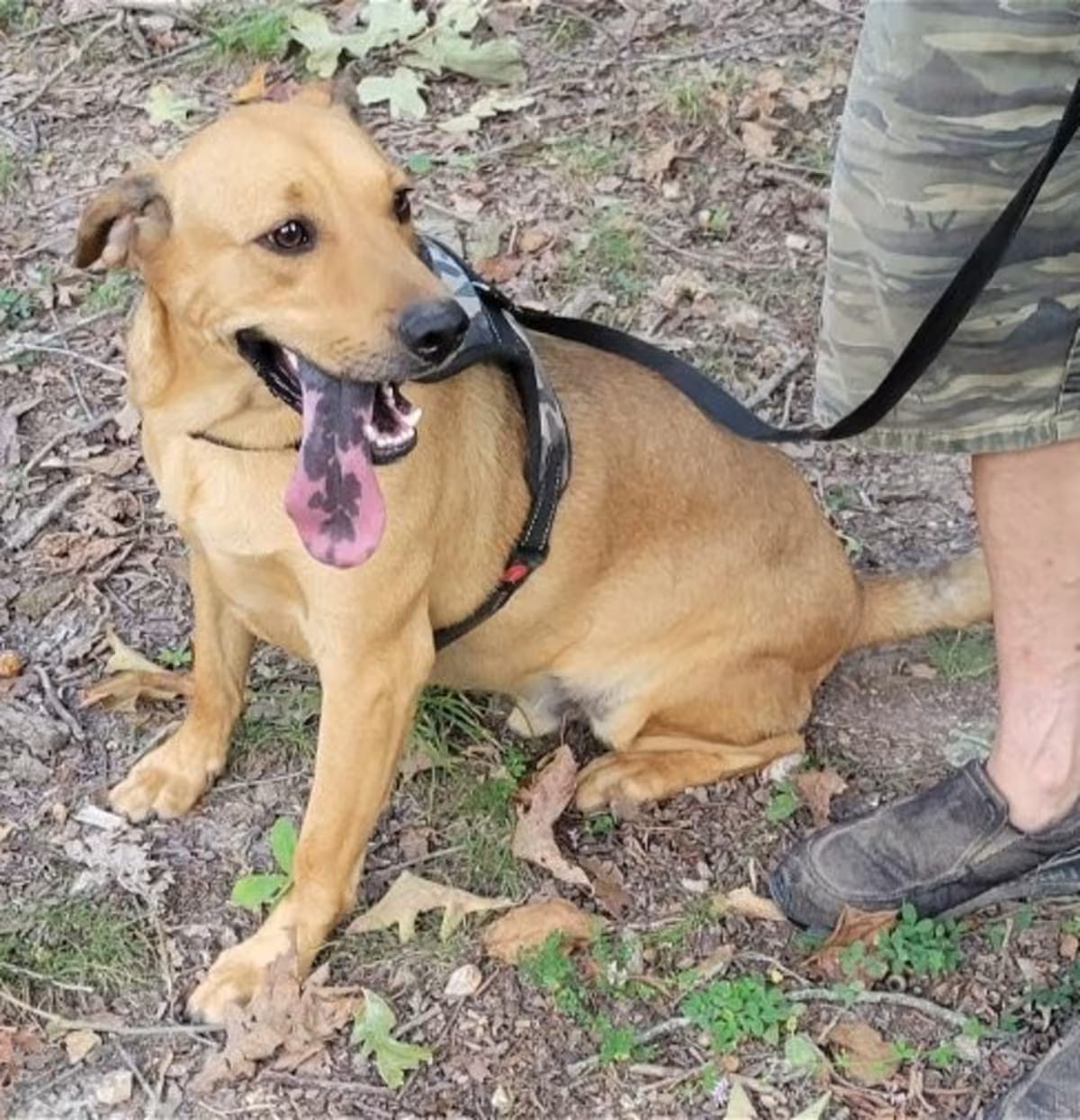 Photo of EJ, adoptable Redbone Coonhound in Allentown, Pennsylvania