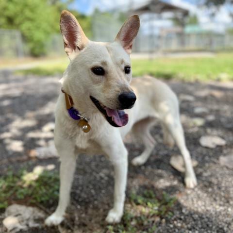 Photo of Blondie, adoptable Australian Kelpie in Conroe, Texas