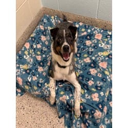Photo of Royal, adoptable Australian Cattle Dog Catahoula Leopard Dog in Brighton, Colorado