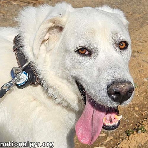 Photo of Ray in NJ - Very Loving, Cuddly & Playful, adoptable Great Pyrenees in Beacon, New York