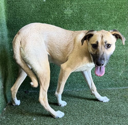 Photo of Malibu, adoptable Terrier in Lancaster, California