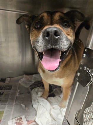 Photo of Davis, adoptable dog in Atlanta, Georgia