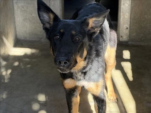 Photo of Charly, adoptable German Shepherd Dog in Los Angeles, California