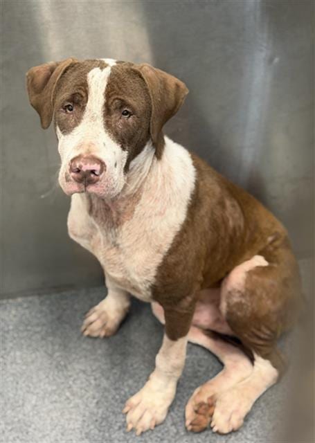 Photo of Madmax, adoptable Mixed Breed