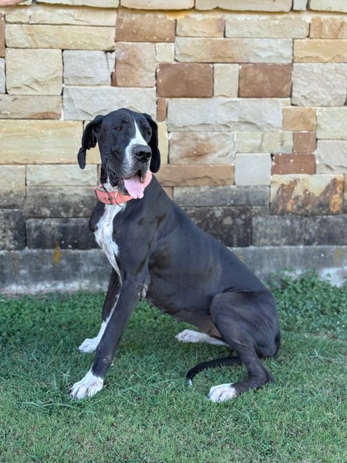 Photo of Olive, adoptable Great Dane in PIPE CREEK, Texas