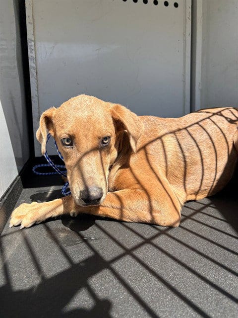 Photo of A172037, adoptable Labrador Retriever in Bakersfield, California