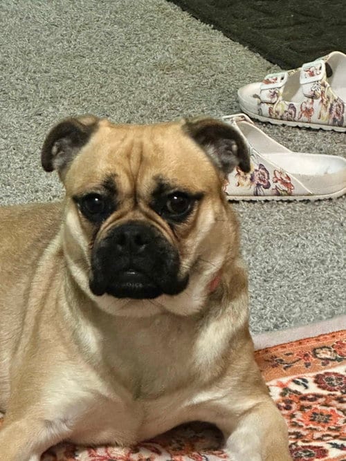 Photo of Twix, adoptable Pug in Locust Grove, Georgia