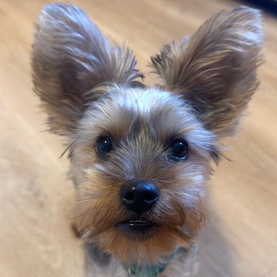 Photo of Denim, adoptable Terrier, Yorkshire, Yorkie in Decatur, Illinois