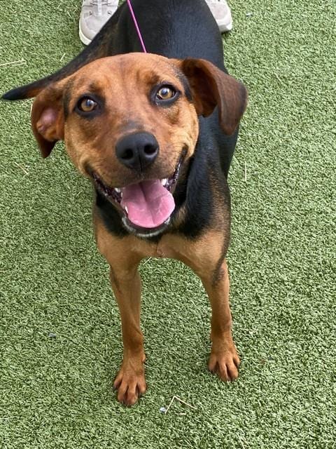 Photo of Cookie, adoptable American Foxhound in Fayetteville, North Carolina