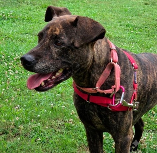 Photo of Athena, adoptable American Staffordshire Terrier in Roswell, Georgia