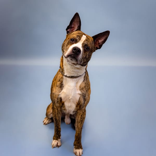 Photo of Chop, adoptable Pit Bull cross in Lawrenceville, Georgia