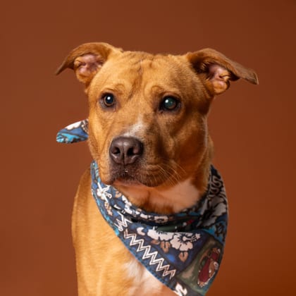 Photo of Doppler, adoptable dog in Atlanta, Georgia