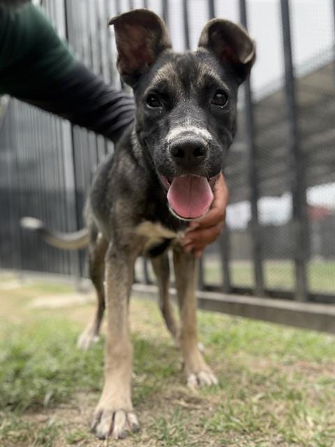 Photo of Muffin, adoptable German Shepherd Dog in Riverside, California