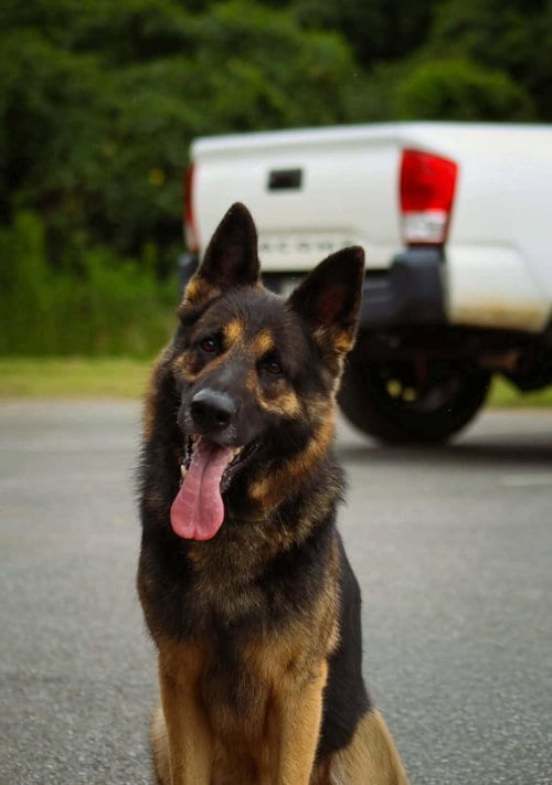 Photo of Zeus GSD: not at the shelter (Joan), adoptable German Shepherd Dog in Rustburg, Virginia
