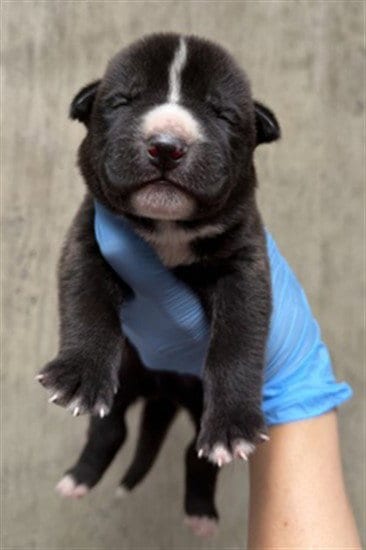 Photo of A596977, adoptable Pit Bull Terrier in San Bernardino, California