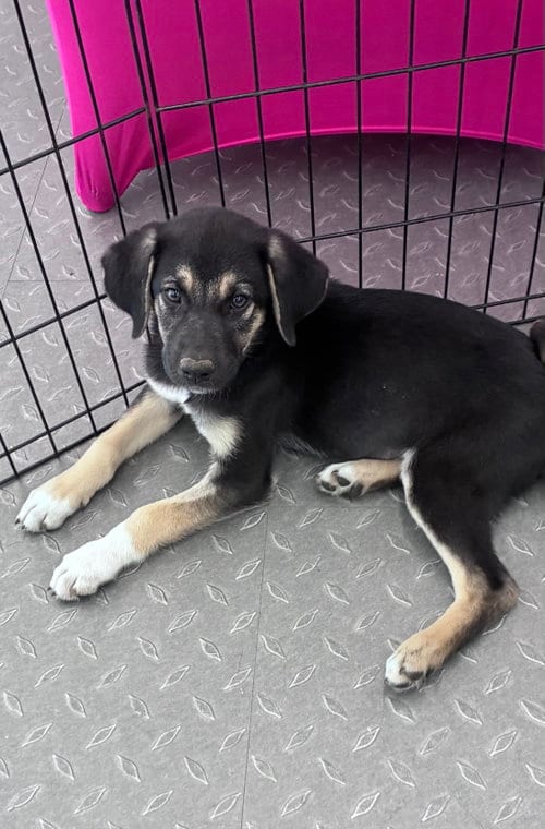 Photo of Lilly, adoptable Shepherd in Mobile, Alabama