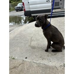 Photo of Tessa, adoptable Terrier (Unknown Type, Medium) in Doral, Florida
