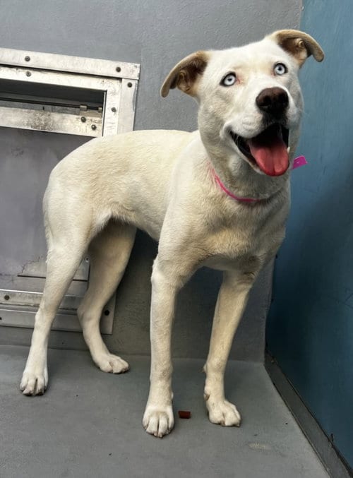 Photo of Dior, adoptable Siberian Husky in Las Vegas, Nevada