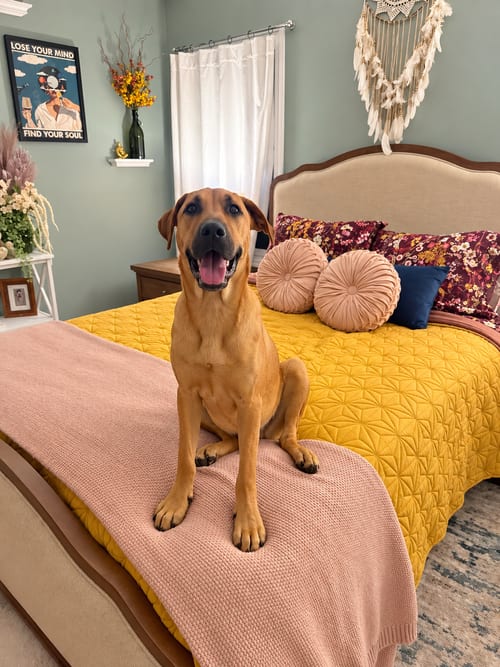 Photo of Pecan (M), adoptable Hound in Nashville, Tennessee