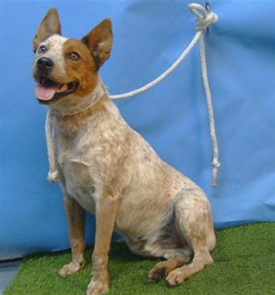 Photo of Koda, adoptable Australian Cattle Dog/Blue Heeler in Gardena, California