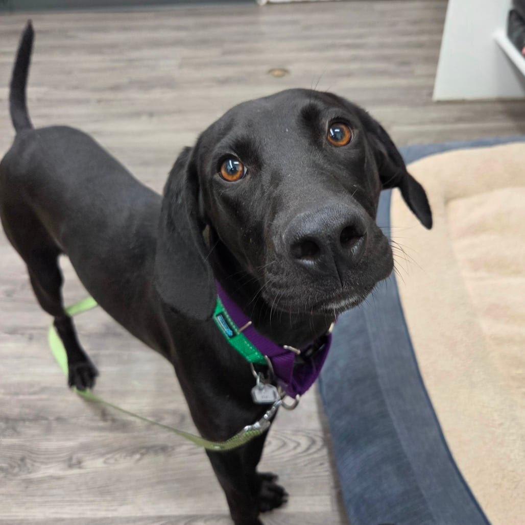 Photo of Beaver, adoptable Retriever, Black Labrador / Hound in Fairfax Station, Virginia