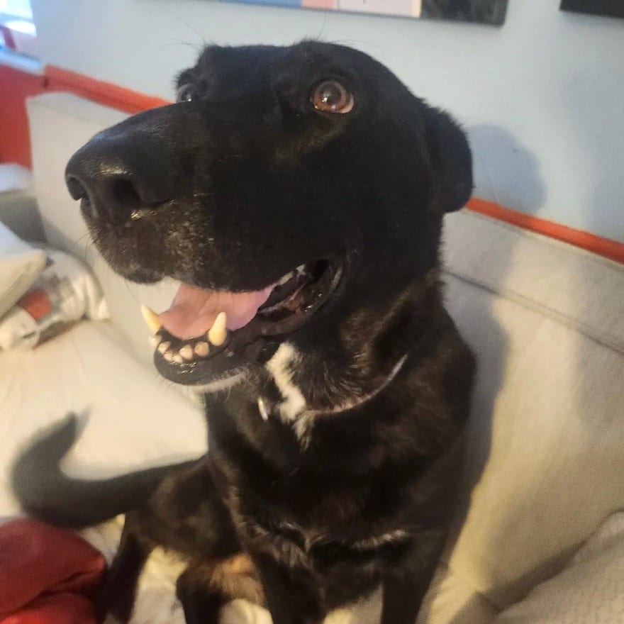 Photo of Luna Bell, adoptable Shepherd, German / Mixed Breed (Medium) in Dallas, Texas
