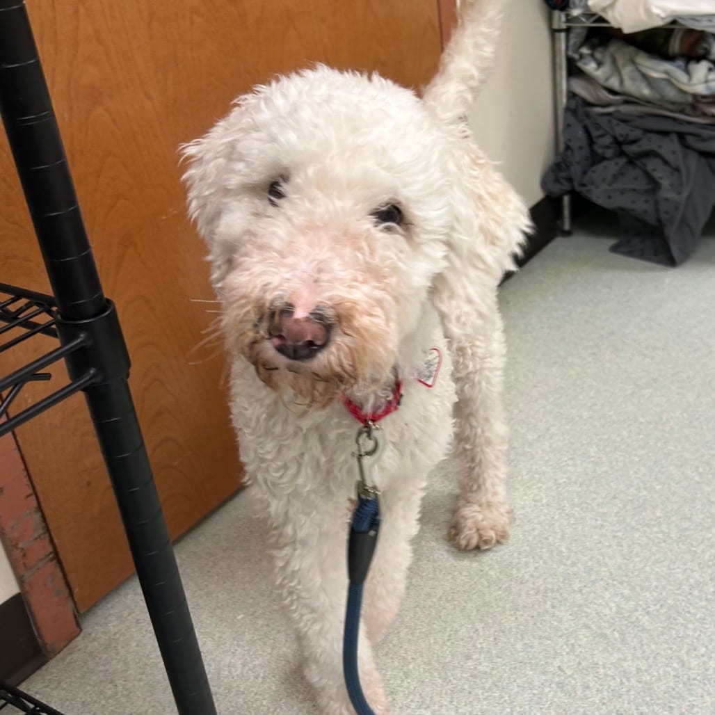Photo of Layla, adoptable Poodle / Mix in Springfield, Massachusetts