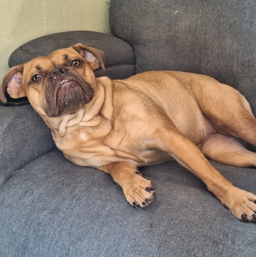 Photo of Dolly, adoptable Bulldog in Vail, Arizona