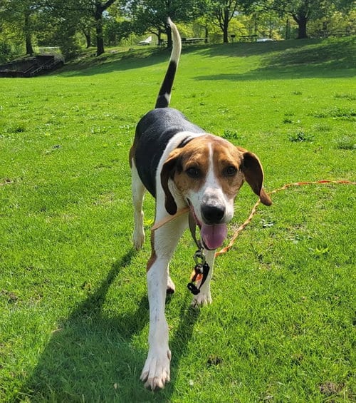 Photo of Buddy, adoptable Treeing Walker Coonhound in Bloomingdale, New Jersey
