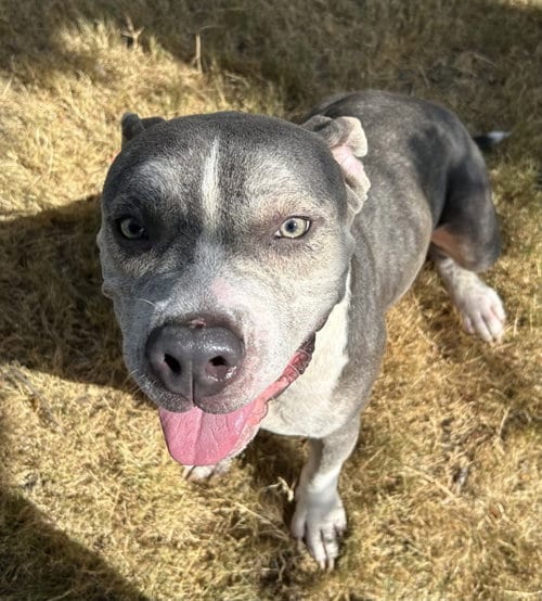 Photo of Biff, adoptable Pit Bull Terrier in Little Elm, Texas