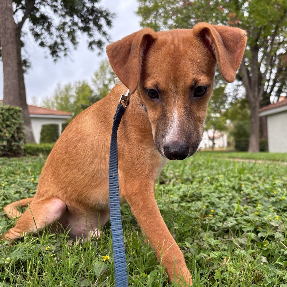 Photo of Gus, adoptable Retriever, Labrador / Mixed Breed (Medium) in Dallas, Texas