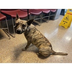 Photo of Verduga, adoptable Terrier (Unknown Type, Medium) in Doral, Florida