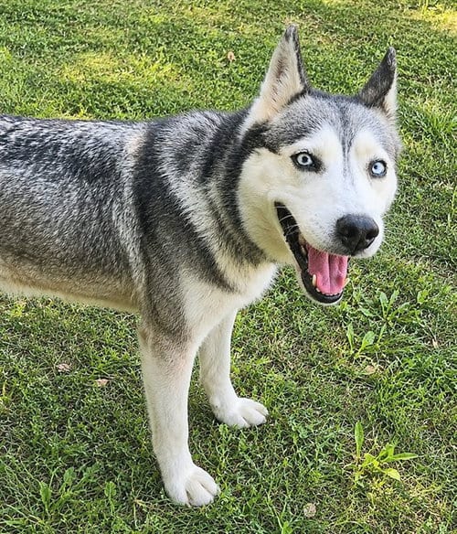 Photo of Pomona Sprout, adoptable Siberian Husky in Sacramento, California