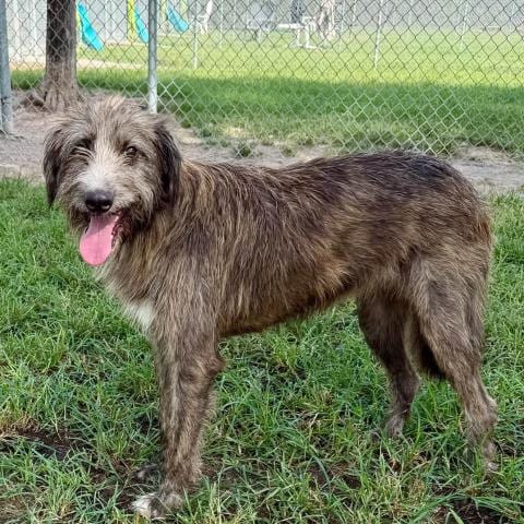 Photo of Kassidy, adoptable Labrador Retriever in Conroe, Texas