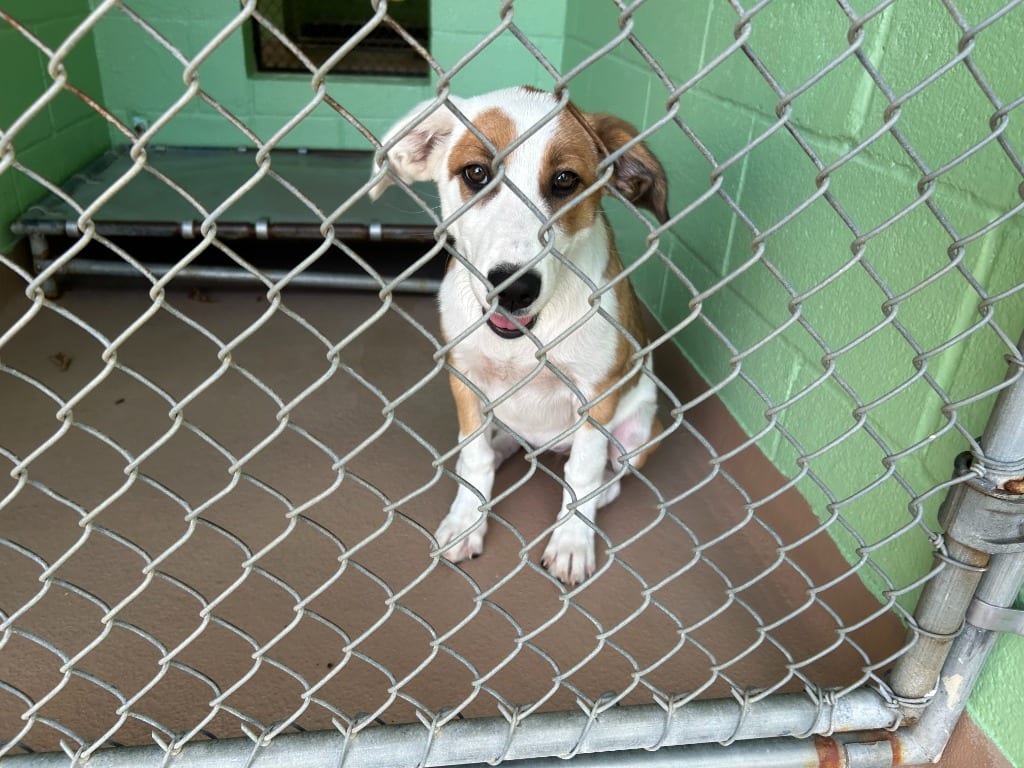 Photo of Jazzy - SUMMER, adoptable Shepherd in Nacogdoches, Texas
