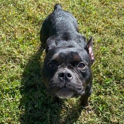 Photo of Boo, adoptable French Bulldog Mixed Breed (Small) in Wilmington, Delaware