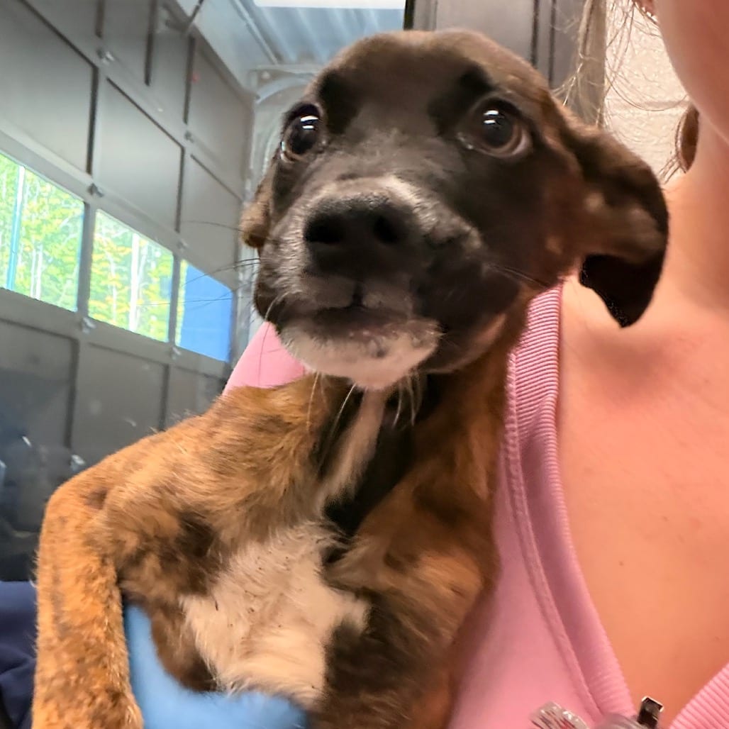 Photo of Syphrit, adoptable Terrier, Pit Bull in Spartanburg, South Carolina