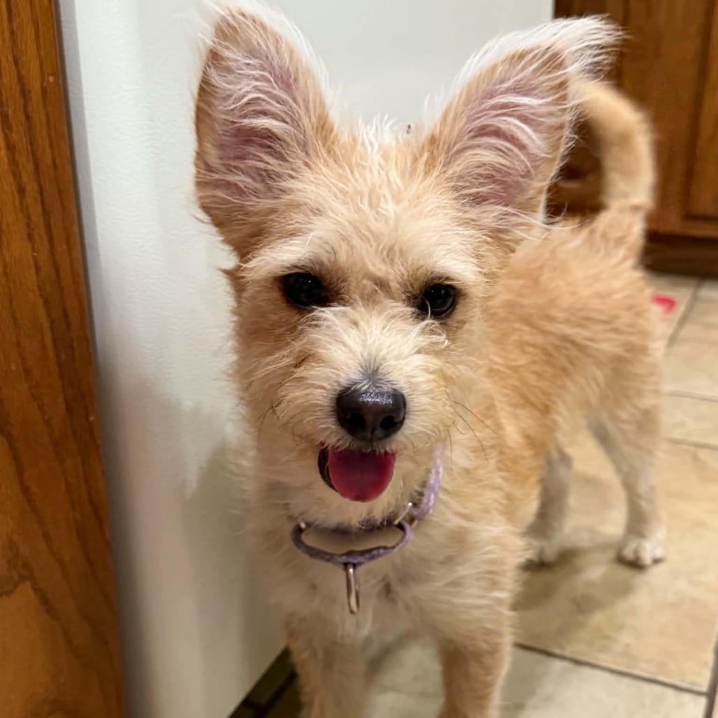 Photo of Libby, adoptable Terrier / Mixed Breed (Small) in Alma, Wisconsin