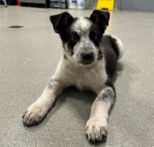 Photo of Little Dude, adoptable Border Collie in San Martin, California