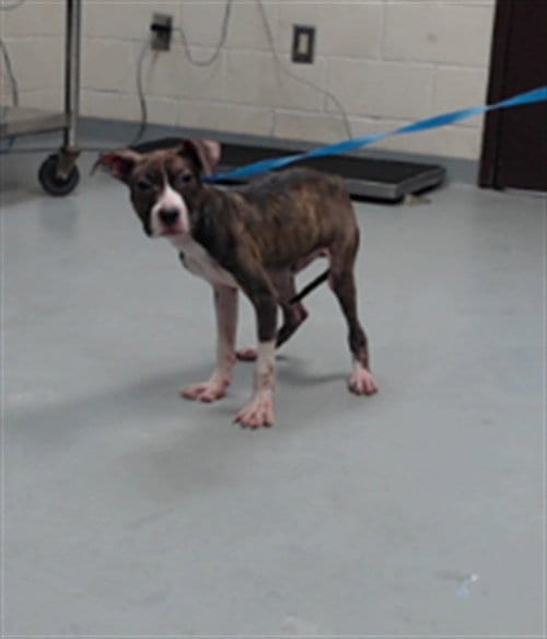 Photo of A435688, adoptable Pit Bull Terrier in Fayetteville, North Carolina