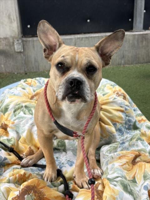 Photo of Gia, adoptable Bulldog in Los Angeles, California