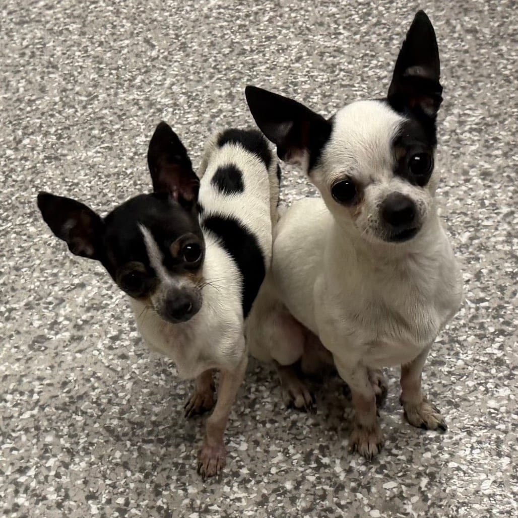 Photo of Bonnie, adoptable Mixed Breed (Small) in West Chester, Pennsylvania