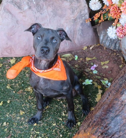 Photo of Allie, adoptable Pit Bull Terrier in Oklahoma City, Oklahoma