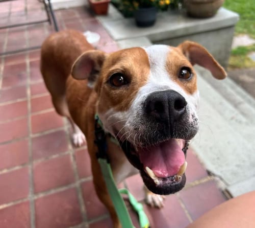 Photo of Ivonne, adoptable Hound in Atlanta, Georgia
