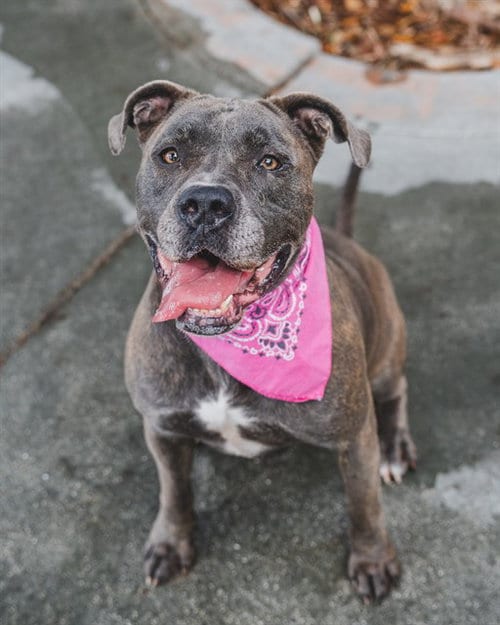 Photo of Jade, adoptable American Bulldog in Miami, Florida