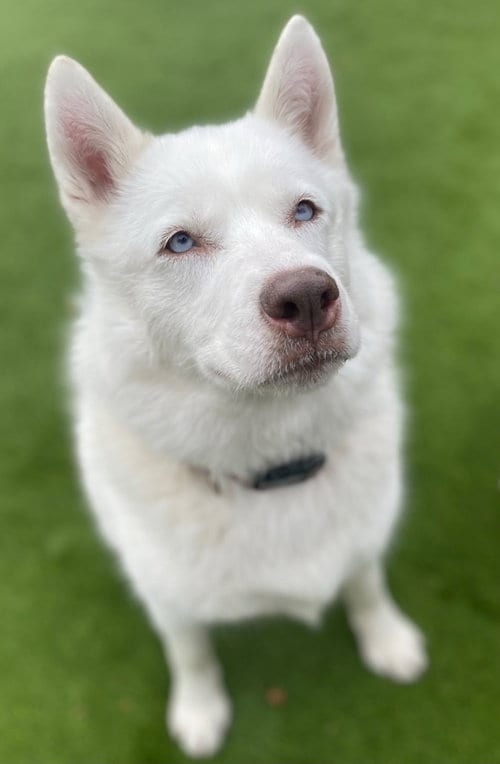 Photo of Maya, adoptable Husky in Salt Lake City, Utah