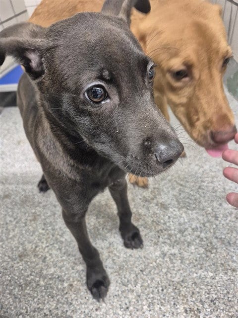 Photo of A188753, adoptable American Pit Bull Terrier in Pasadena, Texas