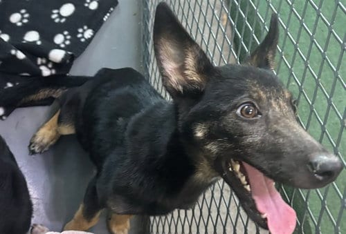 Photo of Abba, adoptable German Shepherd Dog in Baldwin Park, California
