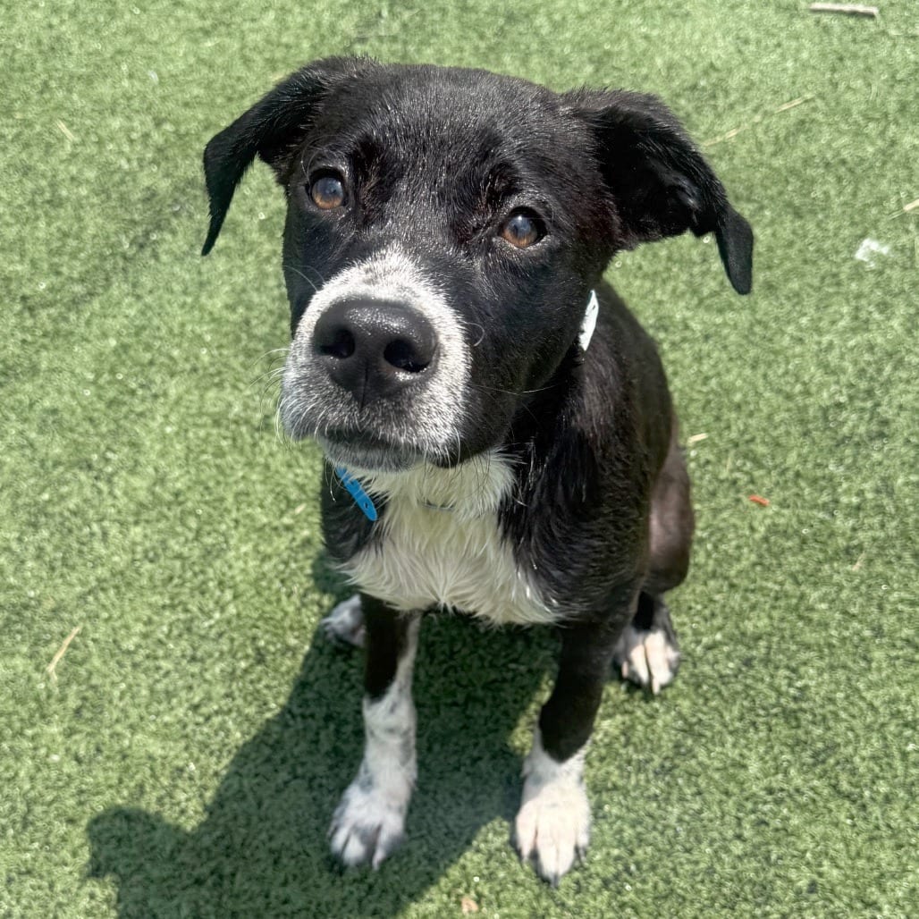 Photo of Fatty, adoptable Mixed Breed (Small)