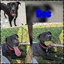 Photo of Doc, adoptable American Pit Bull Terrier Mixed Breed (Medium) in Blountville, Tennessee